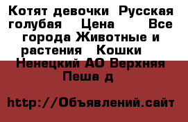 Котят девочки “Русская голубая“ › Цена ­ 0 - Все города Животные и растения » Кошки   . Ненецкий АО,Верхняя Пеша д.